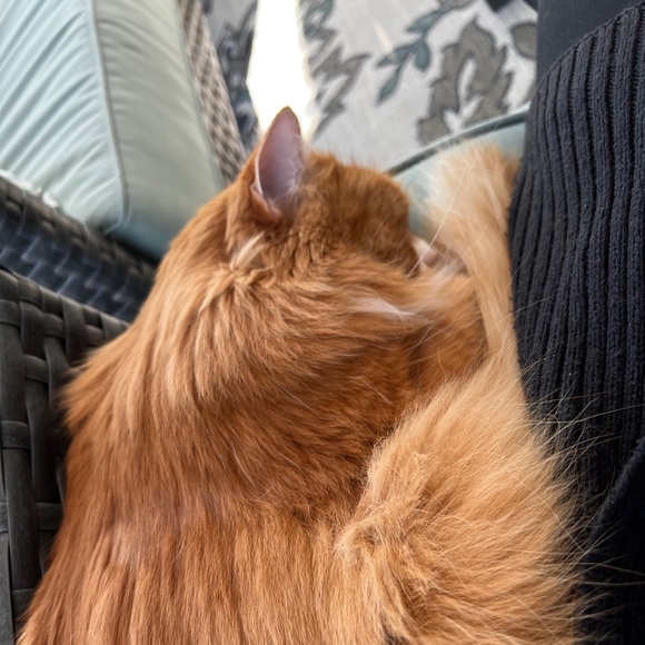 Meet your Posher, Chris - Picture 1 of 1